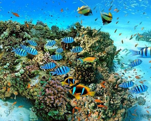 Activities in Sharm El-Sheikh Activities in Sharm El-Sheikh